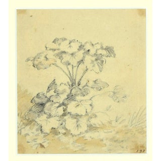 Jan Pieter Verdussen - Flowers - Original China Ink Drawing by Jan Pieter Verdussen - 1740 For Sale