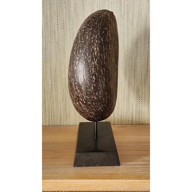 A Coco-De-Mer (Lodoicea Maldivica) and Stand 20th Century Exceptional! For Sale - Image 10 of 13