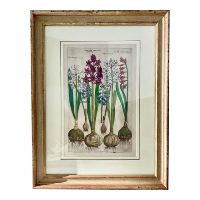 Emanuel Sweert 17th Century Engraving, Hyacinths For Sale