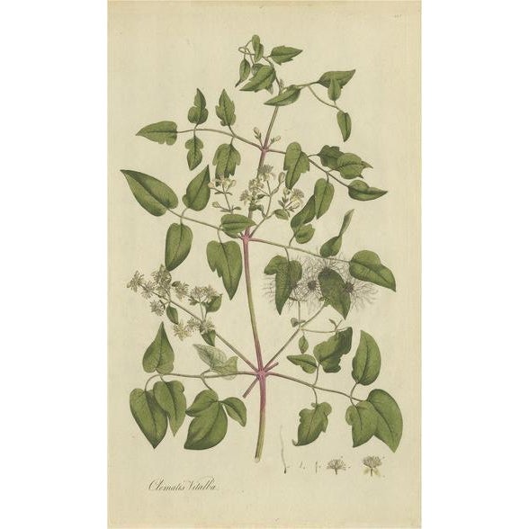 Curtis, Botany Illustration of the Clematis Vitalba, 1777, Print For Sale - Image 6 of 6