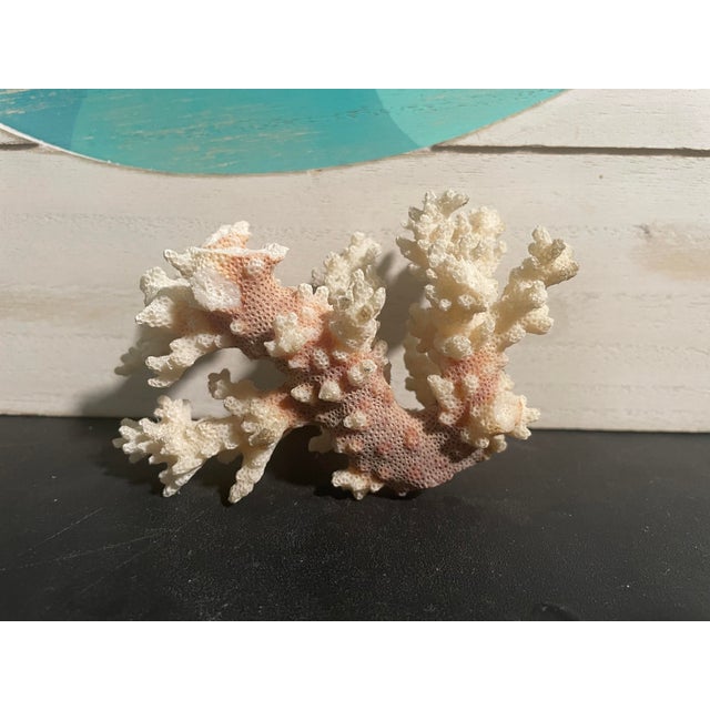5” Natural Stony Coral Specimen From the Scleractinia Order For Sale - Image 9 of 9