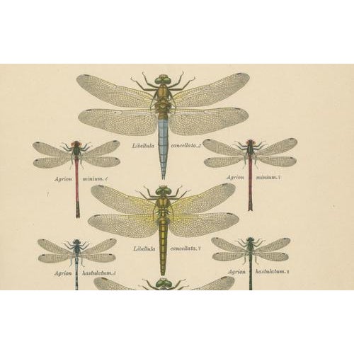 Dragonfly Lithographs from Die Geradflügel Mitteleuropas, 1908, Set of 3 For Sale - Image 11 of 13