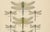 Dragonfly Lithographs from Die Geradflügel Mitteleuropas, 1908, Set of 3 For Sale - Image 11 of 13