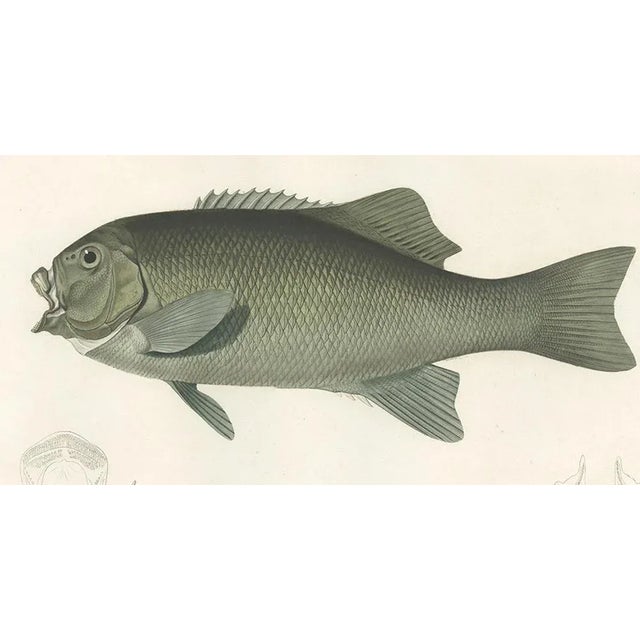 Mid 19th Century Fréminvilles Reef Fish, 1846, Lithograph For Sale - Image 5 of 10