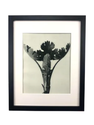 Framed Antique Photogravure Blossfeldt Botanical Print - No. 51