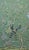 36“*96"/Panel, 18th-Century Style Chinoiserie Scenic Wallpaper - 10-Panel Panoramic Set (Sold Per Panel) For Sale - Image 10 of 10