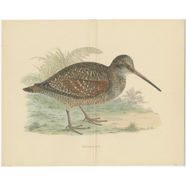 Set of two antique prints titled 'Woodcock' and 'Great Snipe'. Original old bird prints of woodcock and great snipe. These...