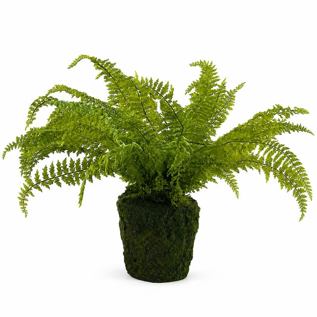 Refresh your home with the lush, vibrant look of this Potted Fern Plant. Featuring bright green fronds with finely...
