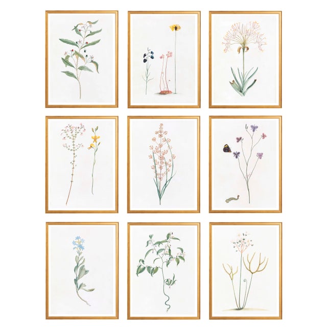 Celerie Kemble Curated Australian Botanical Set of 9 (16X20) in Gold Frame For Sale - Image 11 of 11