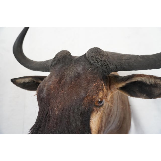 Wildebeest Mount Head Bust For Sale - Image 13 of 18
