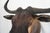 Wildebeest Mount Head Bust For Sale - Image 13 of 18