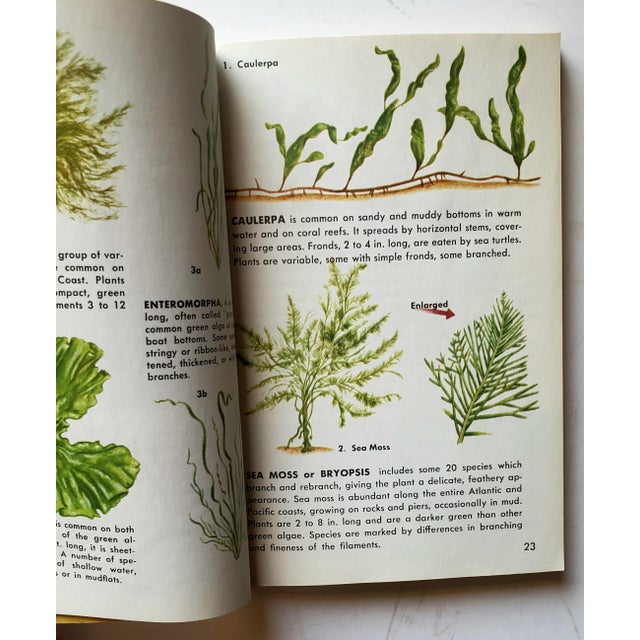1955 Vintage Beach Marine Guide Seashores Paperback Book For Sale - Image 4 of 10