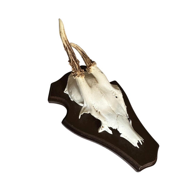 1990s Roe Deer Trophy 6 Black Forest Antlers Mount Abnormal For Sale - Image 4 of 5