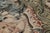 Green Rug & Kilim’s Armorial Tudor Style Runner in Black, With Beige, Blue and Gold For Sale - Image 8 of 9