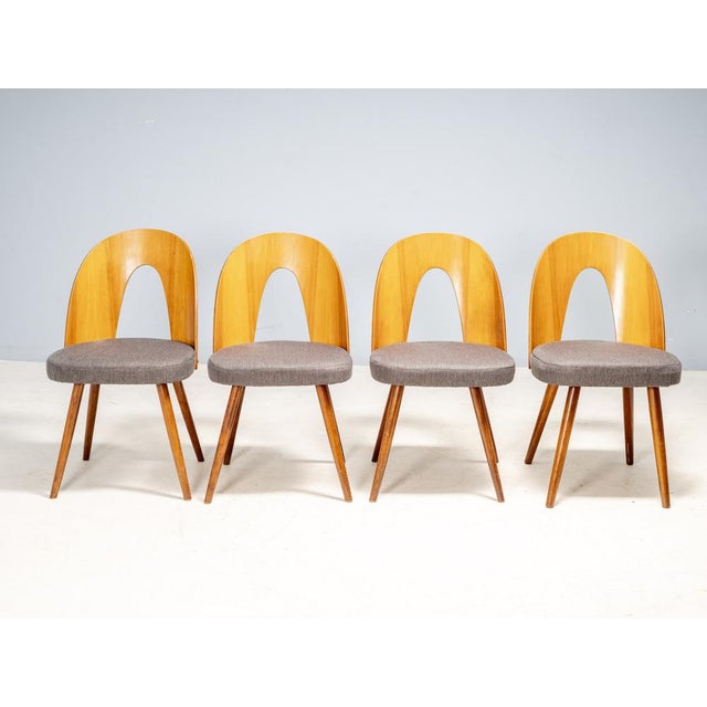 Set of four mid-century dining chairs designed by Antonín Šuman and produced by Tatra nábytok Pravenec in Czechoslovakia...
