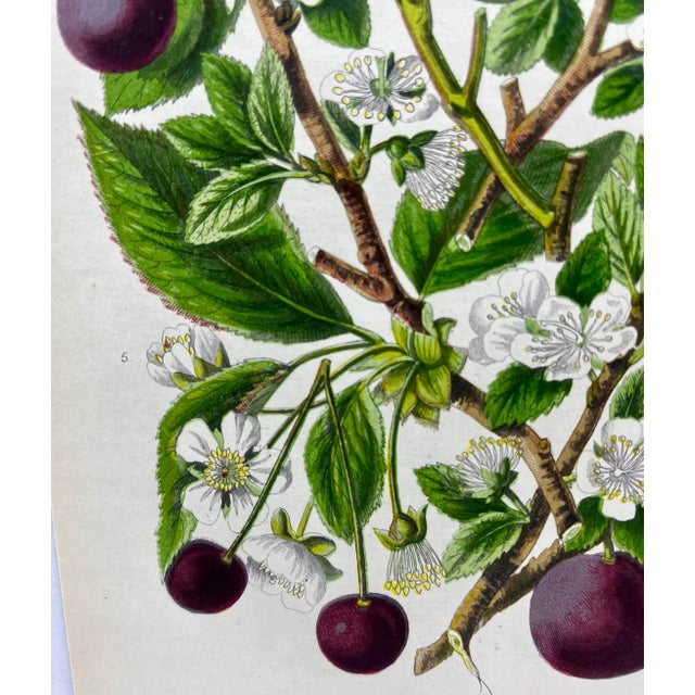 Plastic Antique W. Dickes & Co. Botanical Print From England Showcasing Varieties of Sloe, Plum, Cherry and Bullace Fruit - Circa 1870 For Sale - Image 7 of 12