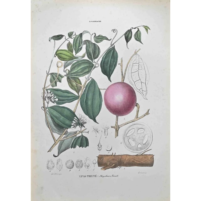 Vincenzo Tenore, Strychnos Tieuté, Lithograph, 1870s For Sale