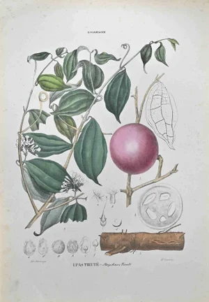 Vincenzo Tenore, Strychnos Tieuté, Lithograph, 1870s