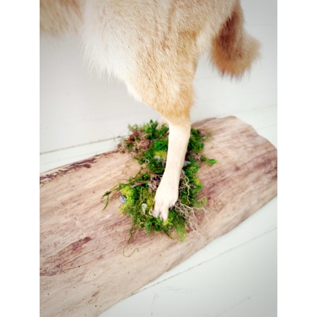 Vintage Full-Body Howling Coyote Taxidermy on Handcrafted Woodland Display Base For Sale - Image 9 of 12