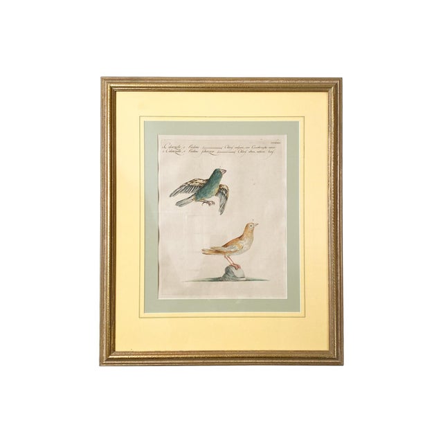 Scientific Illustrations of Birds by Saverio Manetti, Hand-Painted Intaglio - A Set of 6 For Sale In New York - Image 6 of 12