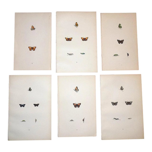 Antique 19th Century Hand Colored Butterfly Lithographs - Set of 6 For Sale