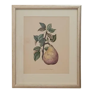 19th Century Hand Colored French Engraving of Pear