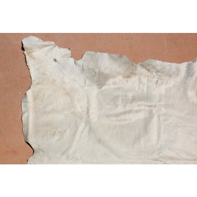 Superb quality natural white cowhide. Argentinian cowhide rugs are the world’s finest, distinguished by suppleness and...