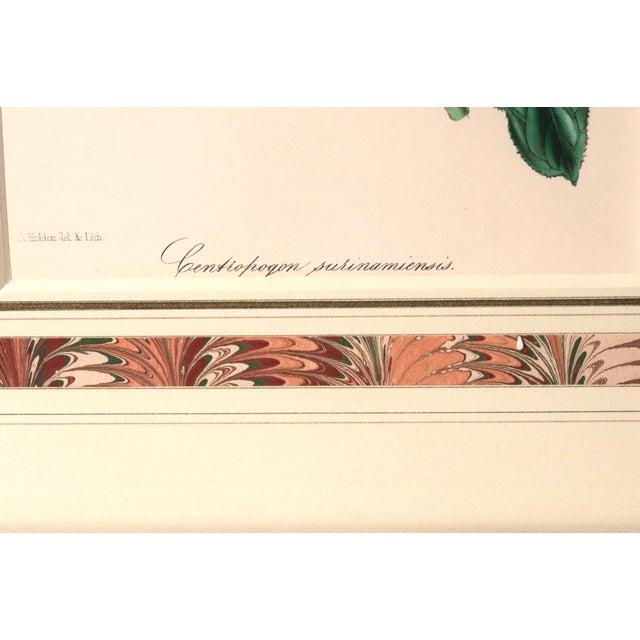 Antique Botanical Print of the "Surinam Centropogon" by Sir Joseph Paxton For Sale - Image 4 of 8
