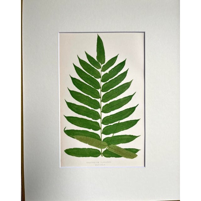 Original antique botanical Fern Lithograph Print circa 1867 presented archival matted and framed in a contemporary gallery...