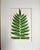 Original antique botanical Fern Lithograph Print circa 1867 presented archival matted and framed in a contemporary gallery...