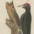 Bertuch, Black and Green Woodpeckers with Nuthatch, 1805, Print For Sale - Image 9 of 12