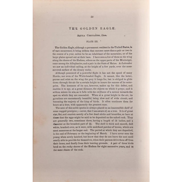 Late 19th Century Audubon Golden Eagle: An Original 19th C. Audubon Hand-Colored Bird Lithograph, 1870 For Sale - Image 5 of 5