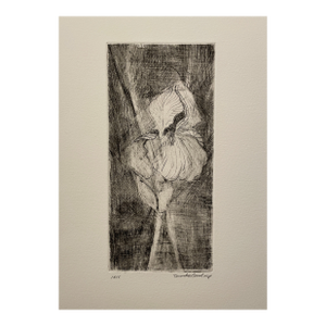 1990s David Baird Iris Mezzotint