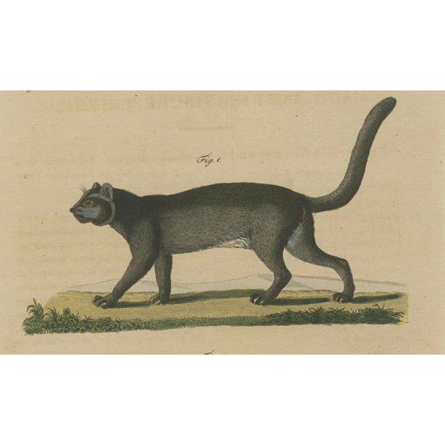 Paper Bertuch, Jaguar & Jaguarundi, 1813, Engraving For Sale - Image 7 of 9