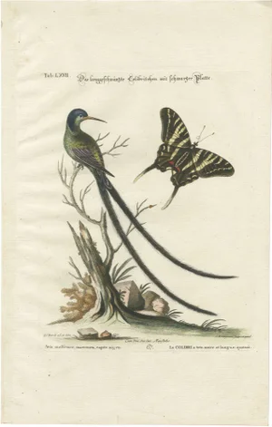 Seligmann, Long-Tailed Black-Headed Hummingbird and Butterfly, 1770, Engraving on Paper