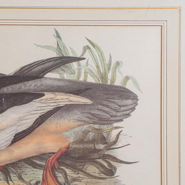 Pair of Antique Duck Pictures, Framed Wildlife Art Prints, Lithograph, Victorian For Sale - Image 10 of 12