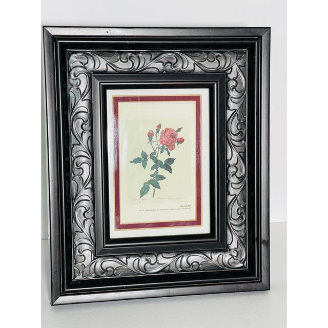 Shabby Chic 1970s P.F.Redoute Botanical Print Rosa Indica in Wide Frame For Sale - Image 3 of 6
