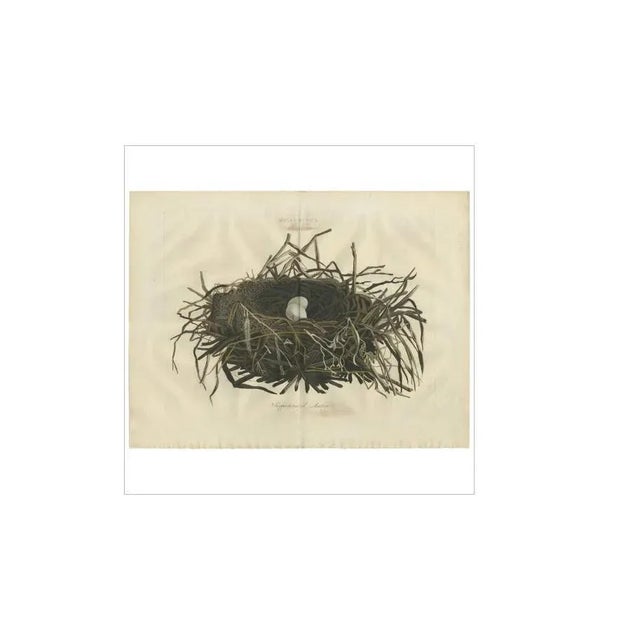 Sepp & Nozeman, Nest of the Western Marsh-Harrier, 1770, Paper For Sale - Image 4 of 7
