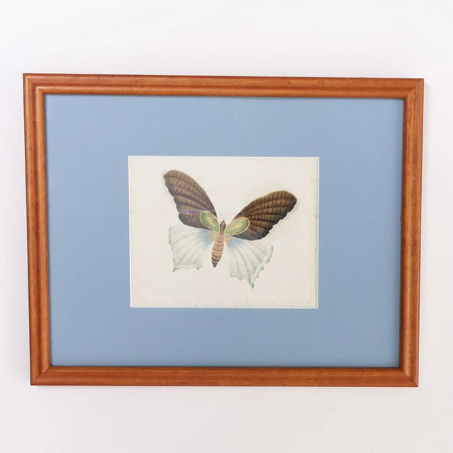 English Vintage Set of Six Moth Watercolors For Sale - Image 3 of 7