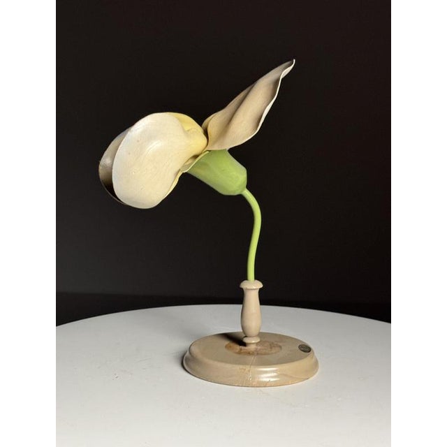 German Botanical Flower Model, 1900 For Sale - Image 3 of 18