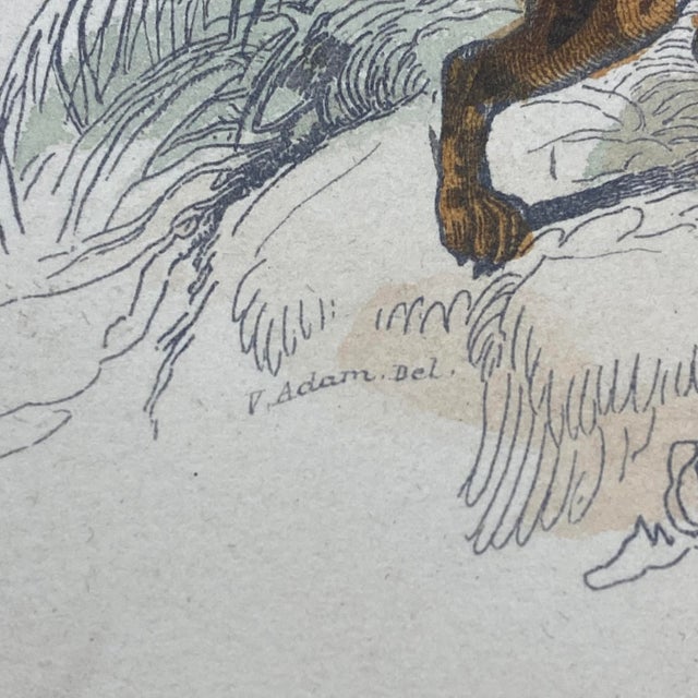 Tan French Antique 18th Century "Le Margay" Animal Engraving Hand Colored Signed Artwork For Sale - Image 8 of 12