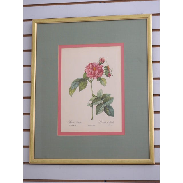 1900s Set of 6 Rose Engraving Prints Artwork For Sale In Philadelphia - Image 6 of 18