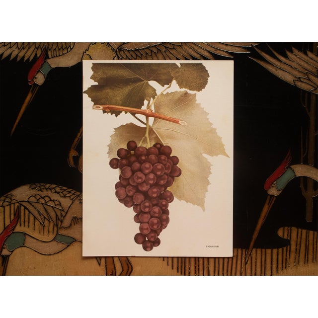 1900 - 1909 1900s U. P. Hedrick, Original Antique Photogravure of Brighton Grapes For Sale - Image 5 of 6
