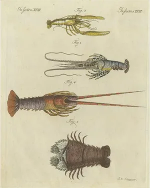 Friedrich Justin Bertuch, Various Lobster and Shrimp, Paper