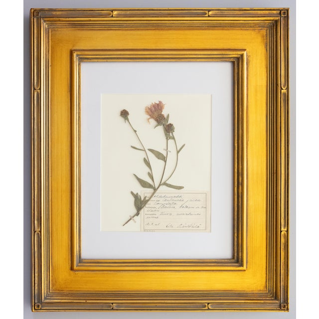 Custom Framed Vintage Finnish Herbarium Botanical Specimens, Set of Four For Sale In Houston - Image 6 of 16