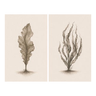 Minimalist Coastal Botanical Pair, Curated Seaweed Studies, 24" × 36" Each For Sale