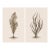 Minimalist Coastal Botanical Pair, Curated Seaweed Studies, 24" × 36" Each For Sale