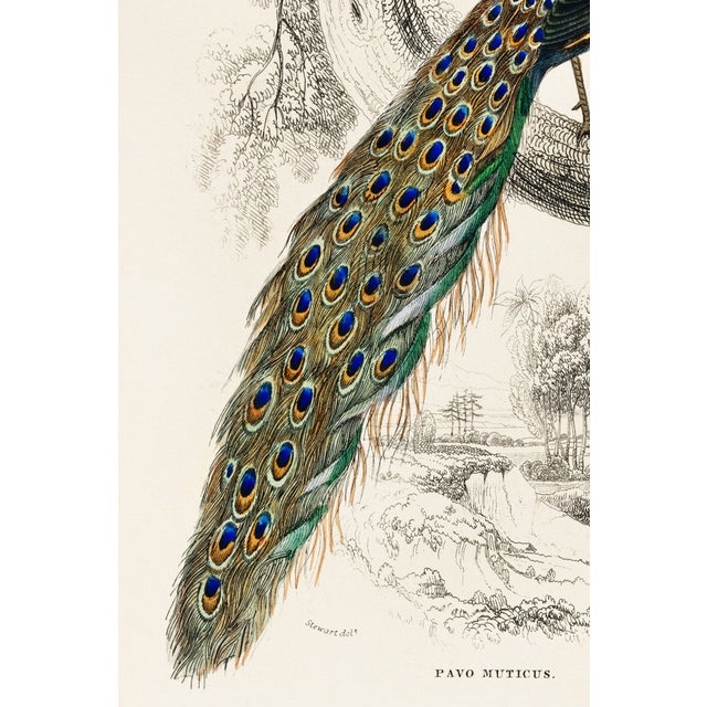 Early 19th Century Peacock on Branch (Pavo Muticus), Vintage Art Print Reproduction, 24″ × 36″ For Sale - Image 5 of 6