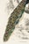 Early 19th Century Peacock on Branch (Pavo Muticus), Vintage Art Print Reproduction, 24″ × 36″ For Sale - Image 5 of 6
