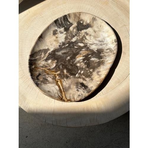 Vide poche or dish in petrified wood. Petrified wood is a wood fossil (same family as magnolia) dating back 20 million...